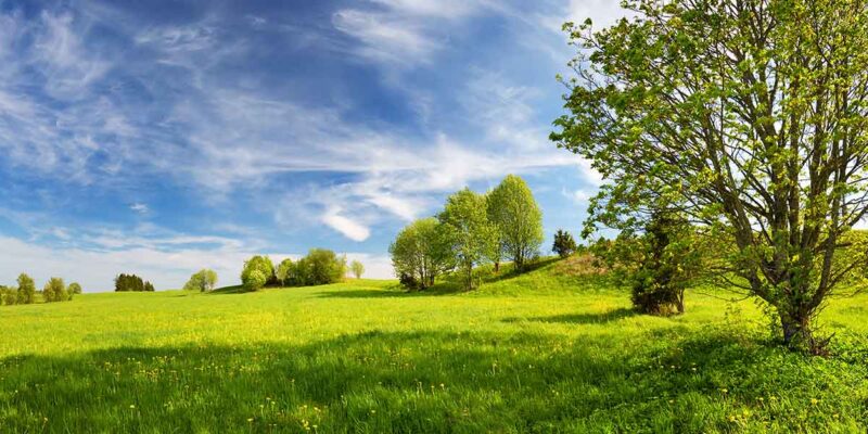 beautiful field and trees