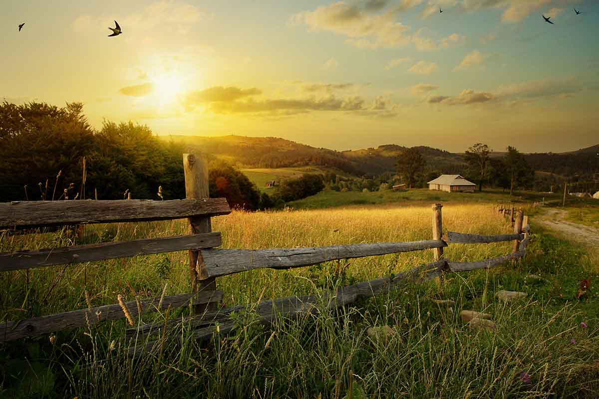 Field at sunset