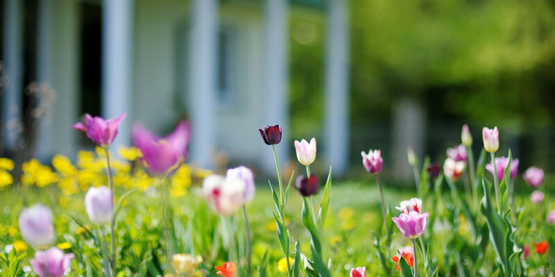 spring flowers blooming in front of a house