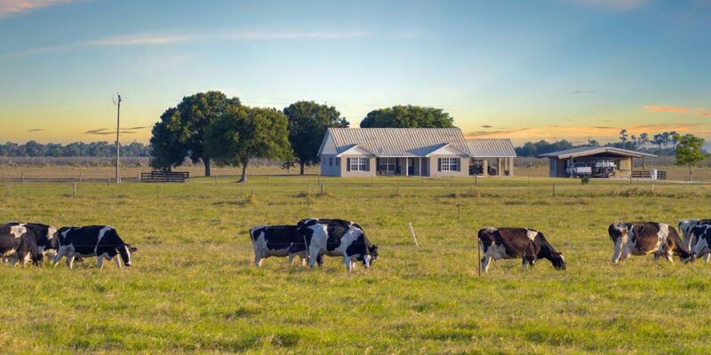 Cows with USDA loan farm house in the background